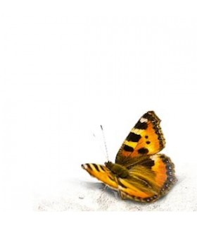 Vernis Bredac Satiné - 1 litre